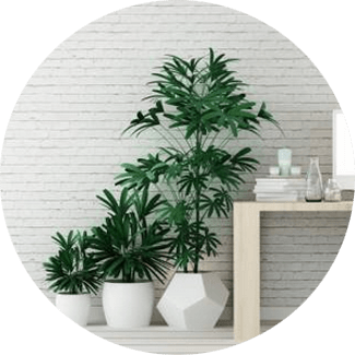 Перевозим большие растения